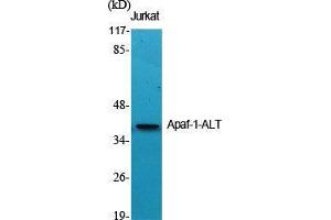 Western Blot (WB) analysis of specific cells using Apaf-1-ALT Polyclonal Antibody. (APAF1 antibody  (C-Term))