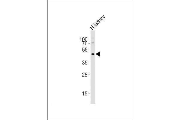 NPY2R antibody  (N-Term)