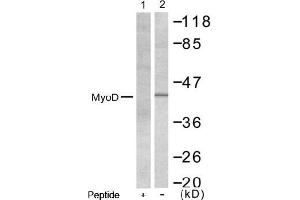 Image no. 1 for anti-Myogenic Differentiation 1 (MYOD1) (AA 198-202) antibody (ABIN197309)