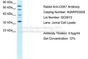 Western Blotting (WB) image for anti-Cyclin-Dependent Kinase 7 (CDK7) (C-Term) antibody (ABIN406738) (CDK7 antibody  (C-Term))