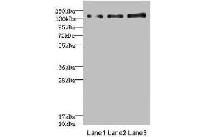 Western blot All lanes: NRXN1 antibody at 1. (Neurexin 1 antibody  (AA 31-310))
