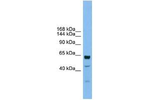 WB Suggested Anti-UMODL1 Antibody Titration:  0. (UMODL1 antibody  (Middle Region))