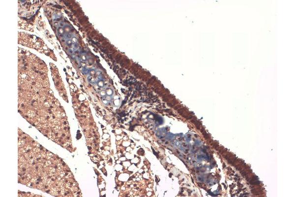 SLC5A5 antibody  (AA 468-643) (HRP)