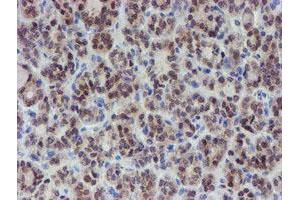 Image no. 5 for anti-Mannose Phosphate Isomerase (MPI) antibody (ABIN1499545) (MPI antibody)