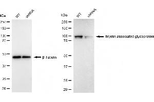 Western blotting analysis using myelin associated glycoprotein antibody (ABIN7799508). (Recombinant MAG antibody)