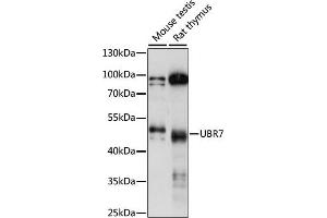 Western blot analysis of extracts of various cell lines, using UBR7 antibody (ABIN7271137) at 1:1000 dilution. (UBR7 antibody  (AA 76-425))
