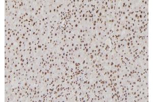 ABIN6265907 and ABIN6276855 at 1/100 staining Rat liver tissue by IHC-P.