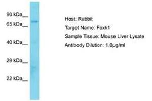 Image no. 1 for anti-Forkhead Box K1 (Foxk1) (AA 411-460) antibody (ABIN6750295) (Foxk1 antibody  (AA 411-460))
