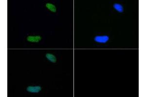 Immunofluorescence of Rabbit Anti-Histone H4 [Dimethyl Lys20] Antibody. (Histone H4 antibody  (2meLys20))