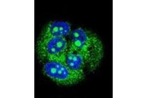 Confocal immunofluorescent analysis of MBD3L3 Antibody (C-term) Cat. (MBD3L3 antibody  (C-Term))