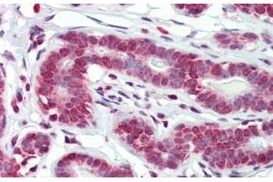 Immunohistochemistry with Human Breast tissue at an antibody concentration of 5.