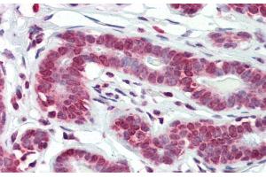 Immunohistochemistry with Human Breast tissue at an antibody concentration of 5. (RPF1 antibody  (N-Term))