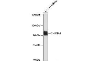Western blot analysis of extracts of Mouse kidney using CHRNA4 Polyclonal Antibody at dilution of 1:1000. (CHRNA4 antibody)