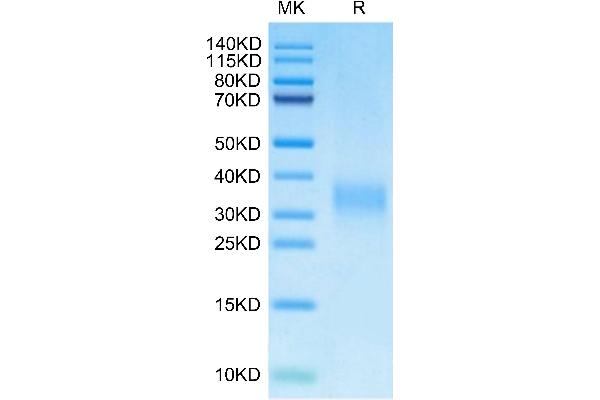 PLGF Protein (AA 19-158) (His tag)