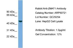 WB Suggested Anti-ZMAT1  Antibody Titration: 0. (ZMAT1 antibody  (Middle Region))