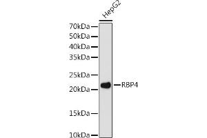 Western blot analysis of extracts of HepG2 cells, using RBP4 antibody (ABIN7269951) at 1:1000 dilution. (RBP4 antibody)