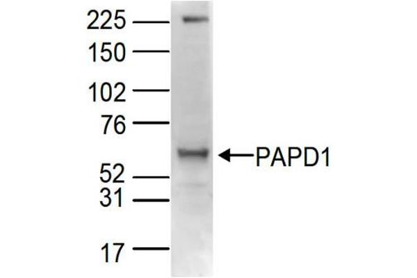 PAPD1 antibody  (C-Term)