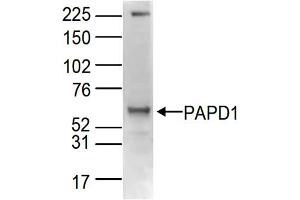 PAPD1 Antikörper  (C-Term)