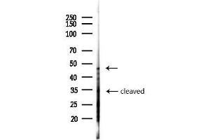 anti-Caspase 2, Apoptosis-Related Cysteine Peptidase (CASP2) (Internal Region) antibody