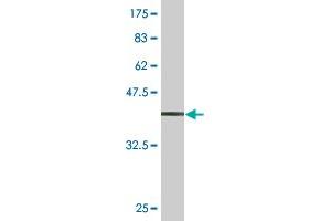 Western Blot detection against Immunogen (34. (CDC5L antibody  (AA 719-802))