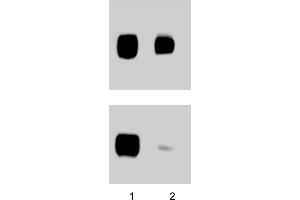 Western Blotting (WB) image for anti-PTK2 Protein tyrosine Kinase 2 (PTK2) (pTyr397) antibody (ABIN968644) (FAK antibody  (pTyr397))