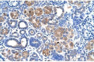 Human kidney (C5ORF4 antibody  (N-Term))