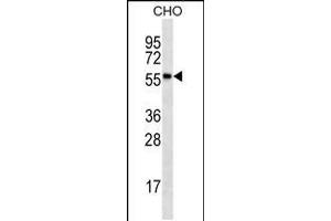 RPS6KL1 Antibody (ABIN659163 and ABIN2843777) western blot analysis in CHO cell line lysates (35 μg/lane). (RPS6KL1 antibody)