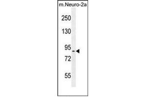 Western blot analysis of DDX11 Antibody (Center) in mouse Neuro-2a cell line lysates (35ug/lane). (DDX11 antibody  (Middle Region))