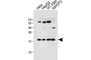 All lanes : Anti-G8c (M1LC3C)-M1 at 1:1000 dilution Lane 1: Hela whole cell lysate Lane 2: HepG2 whole cell lysate Lane 3: HT-1080 whole cell lysate Lane 4: NIH/3T3 whole cell lysate Lysates/proteins at 20 μg per lane. (MAP1LC3A antibody  (N-Term))