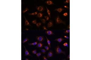 Immunofluorescence (IF) image for anti-Nucleobindin 1 (NUCB1) (AA 302-461) antibody (ABIN1681132)
