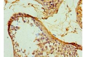 Immunohistochemistry of paraffin-embedded human testis tissue using ABIN7169354 at dilution of 1:100 (SERPINH1 antibody  (AA 139-418))