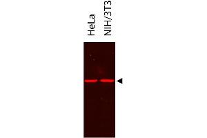 Western Blot showing detection of alpha tubulin from HeLa and NIH/3T3. (DYKDDDDK Tag antibody  (HRP))