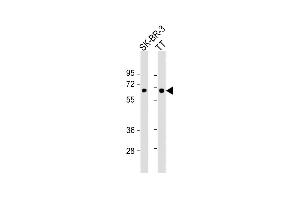All lanes : Anti-SLC5A8 Antibody (C-Term) at 1:1000 dilution Lane 1: SK-BR-3 whole cell lysate Lane 2: TT whole cell lysate Lysates/proteins at 20 μg per lane. (SLC5A8 antibody  (AA 579-609))
