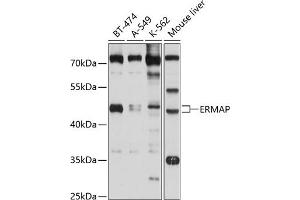 Western blot analysis of extracts of various cell lines, using ERMAP antibody (ABIN6131614, ABIN6140291, ABIN6140292 and ABIN6214673) at 1:1000 dilution. (ERMAP antibody  (AA 30-155))