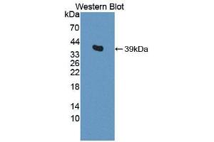 Western blot analysis of the recombinant protein. (SPARC antibody  (AA 18-302))