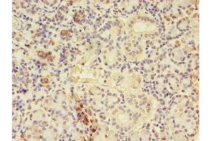 Immunohistochemistry of paraffin-embedded human pancreatic tissue using ABIN7148714 at dilution of 1:100