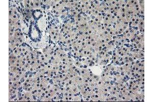 Immunohistochemical staining of paraffin-embedded Human pancreas tissue using anti-EIF4E mouse monoclonal antibody. (EIF4E antibody)