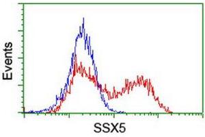 Image no. 2 for anti-Synovial Sarcoma, X Breakpoint 5 (SSX5) antibody (ABIN1501163) (SSX5 antibody)