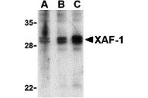 Western Blotting (WB) image for anti-XiAP Associated Factor 1 (XAF1) (Middle Region) antibody (ABIN1031167) (XAF1 antibody  (Middle Region))