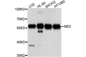 Western blot analysis of extracts of various cell lines, using ME2 antibody (ABIN5996144) at 1/1000 dilution. (NAD-ME antibody)