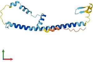 AlphaFold protein structure predicition of Human Recombinant FAM167B Protein, UniprotID Q9BTA0