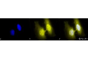 Immunocytochemistry/Immunofluorescence analysis using Rat Anti-HSF1 Monoclonal Antibody, Clone 4B4 .