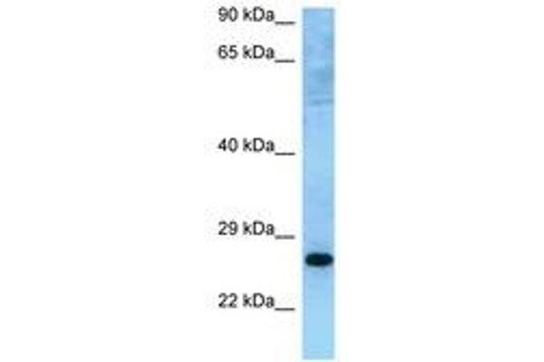 MUTED antibody  (C-Term)