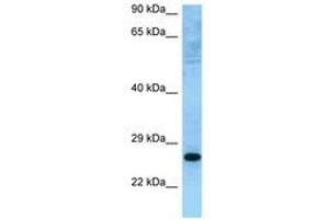 Image no. 1 for anti-Muted Homolog (MUTED) (C-Term) antibody (ABIN6748250) (MUTED antibody  (C-Term))