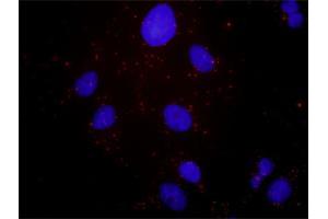 Proximity Ligation Analysis of protein-protein interactions between HGF and MET. (c-MET antibody  (AA 1-1390))