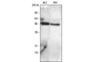Western Blotting (WB) image for anti-Bone Morphogenetic Protein 7 (BMP7) antibody (ABIN6245675) (BMP7 antibody)