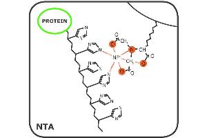 Image no. 4 for Ni-NTA Agarose (ABIN3199239)