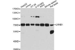 Western Blotting (WB) image for anti-Lamin B1 (LMNB1) (AA 397-586) antibody (ABIN3015698)