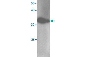 Western blot analysis in MYL12B recombinant protein with MYL12B monoclonal antibody, clone 401s3  at 1 : 1000 dilution.