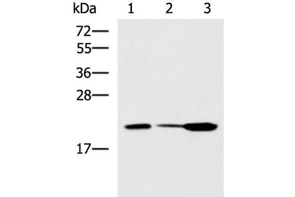 PPIC antibody